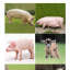 Домашние животные и их семьи (9х9 см) 1