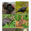 Домашние птицы и их семьи (9х9 см) 0