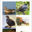 Домашние птицы и их семьи (9х9 см) 1