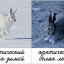 Тварини Арктики, змінюють забарвлення взимку і влітку. Російською та українською мовами. 1
