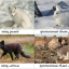 Тварини Арктики, змінюють забарвлення взимку і влітку. Російською та українською мовами. 2
