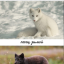 Тварини Арктики, змінюють забарвлення взимку і влітку. Російською та українською мовами. 0