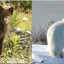 Животные Арктики, меняющие окраску зимой и летом. На русском и украинском языках. 5