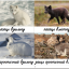 Животные Арктики, меняющие окраску зимой и летом. На русском и украинском языках. 7