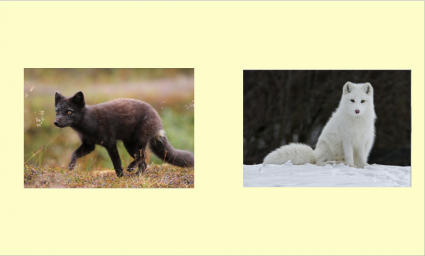 Животные Арктики, меняющие окраску зимой и летом. На русском и украинском языках.