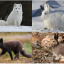 Тварини Арктики, змінюють забарвлення взимку і влітку. Російською та українською мовами. 4