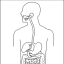 Human digestive system 2