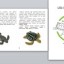 Життєвий цикл черепахи 0